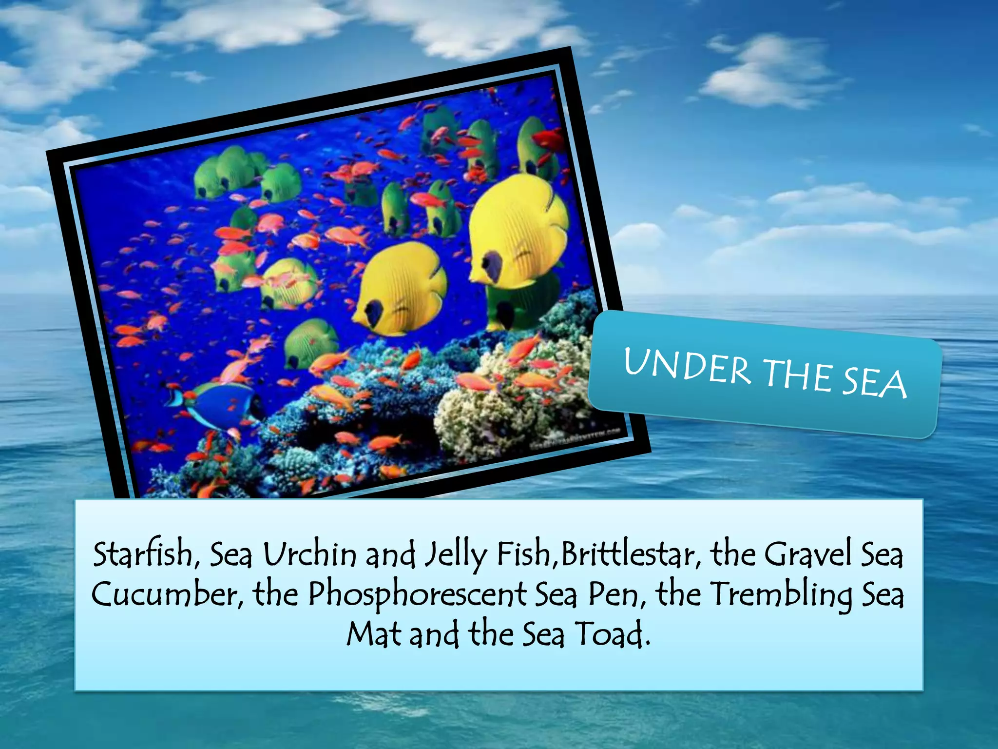 Starfish, Sea Urchin and Jelly Fish,Brittlestar, the Gravel Sea
Cucumber, the Phosphorescent Sea Pen, the Trembling Sea
Mat and the Sea Toad.
 