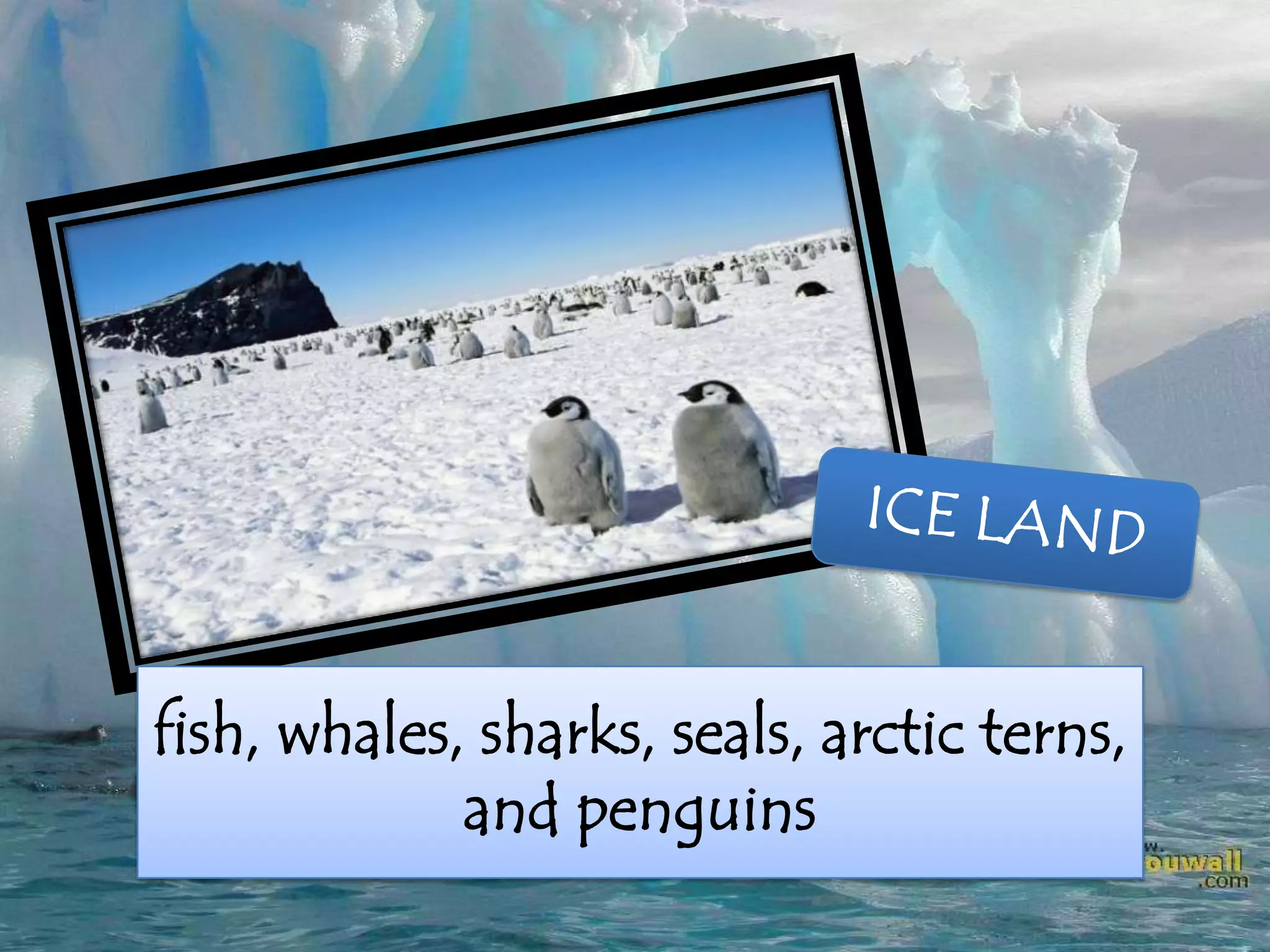 fish, whales, sharks, seals, arctic terns,
and penguins
 
