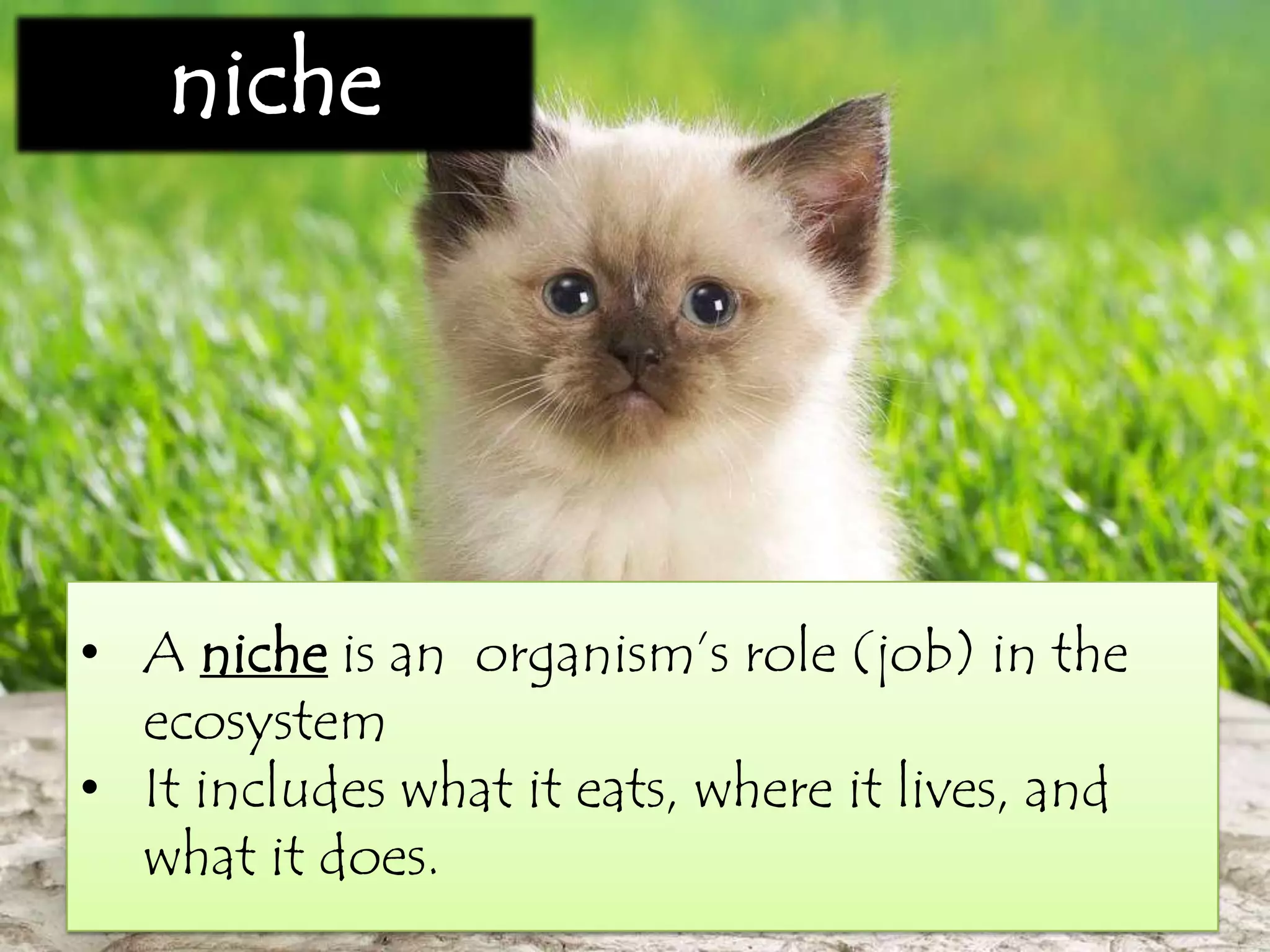 • A niche is an organism’s role (job) in the
ecosystem
• It includes what it eats, where it lives, and
what it does.
niche
 