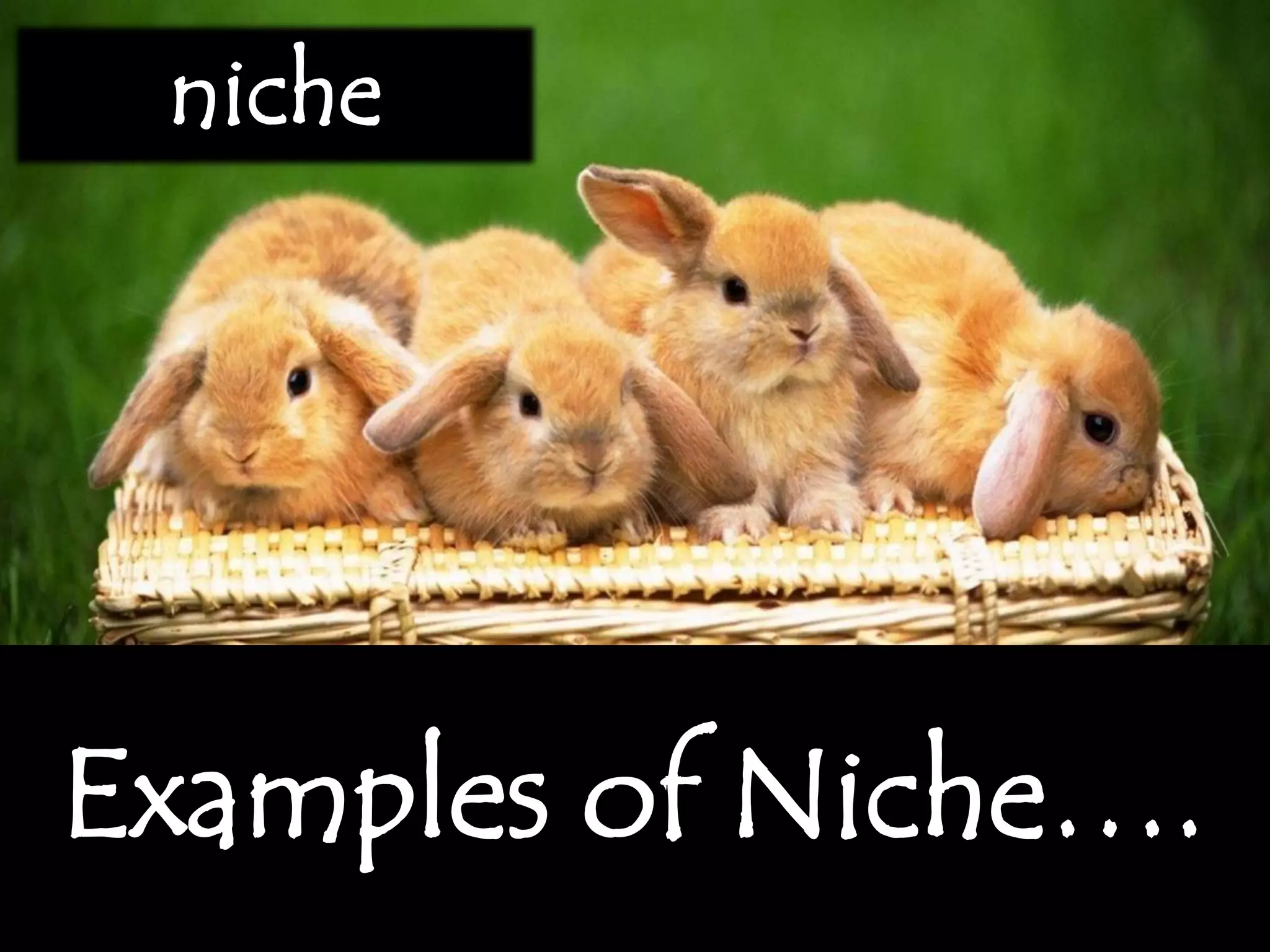 Examples of Niche….
niche
 