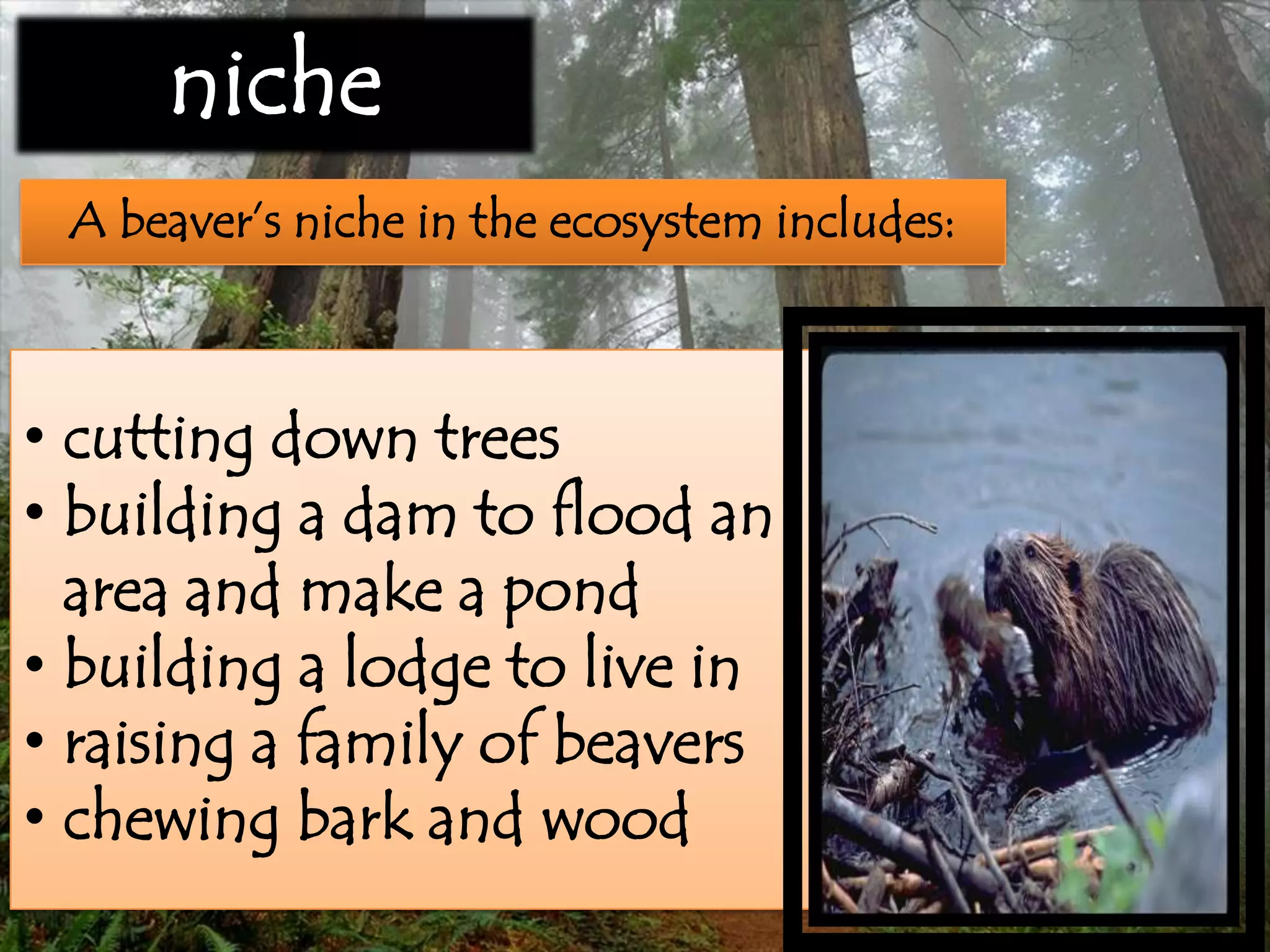 A beaver’s niche in the ecosystem includes:
• cutting down trees
• building a dam to flood an
area and make a pond
• building a lodge to live in
• raising a family of beavers
• chewing bark and wood
niche
 