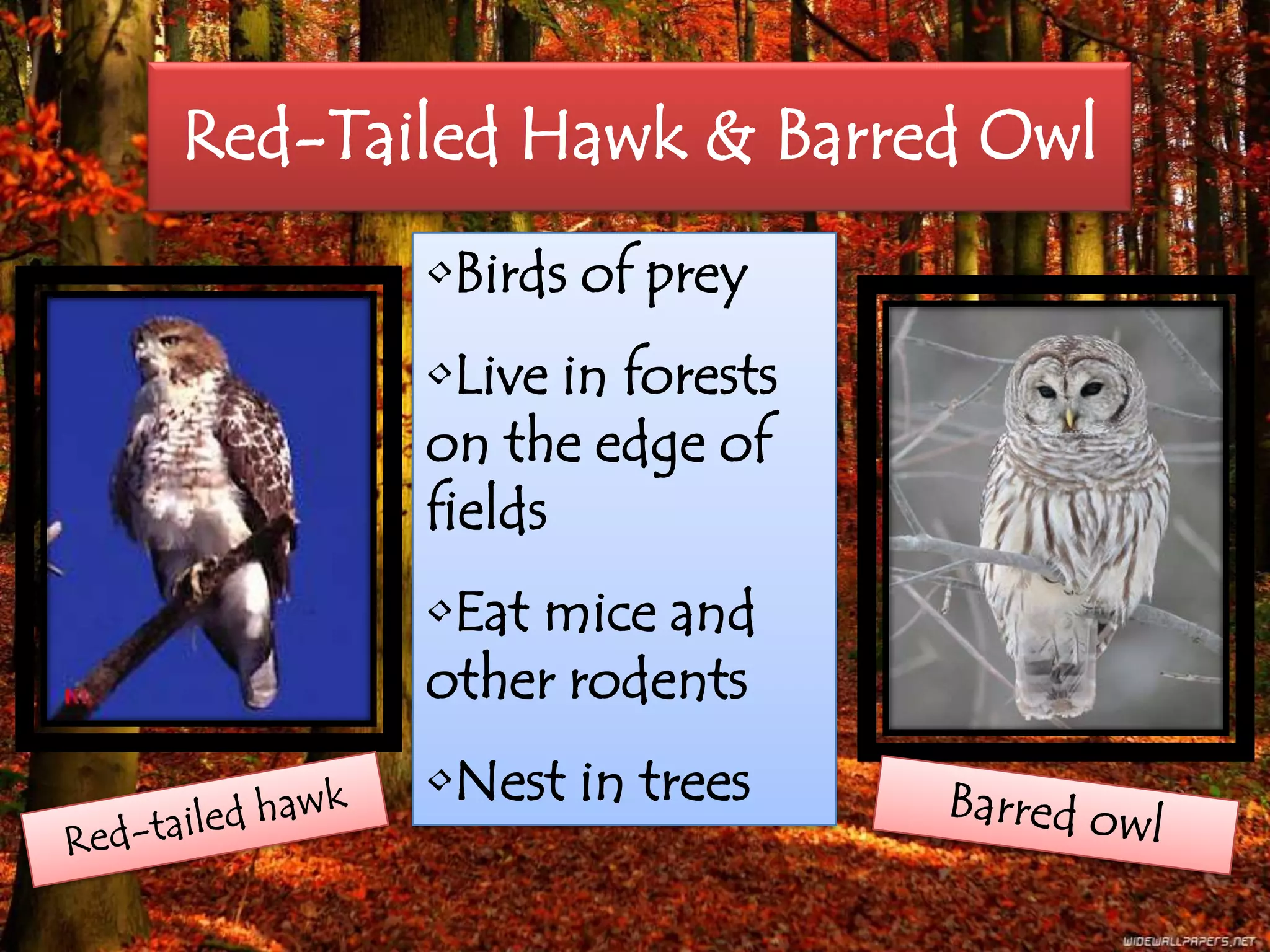 Red-Tailed Hawk & Barred Owl
•Birds of prey
•Live in forests
on the edge of
fields
•Eat mice and
other rodents
•Nest in trees
 
