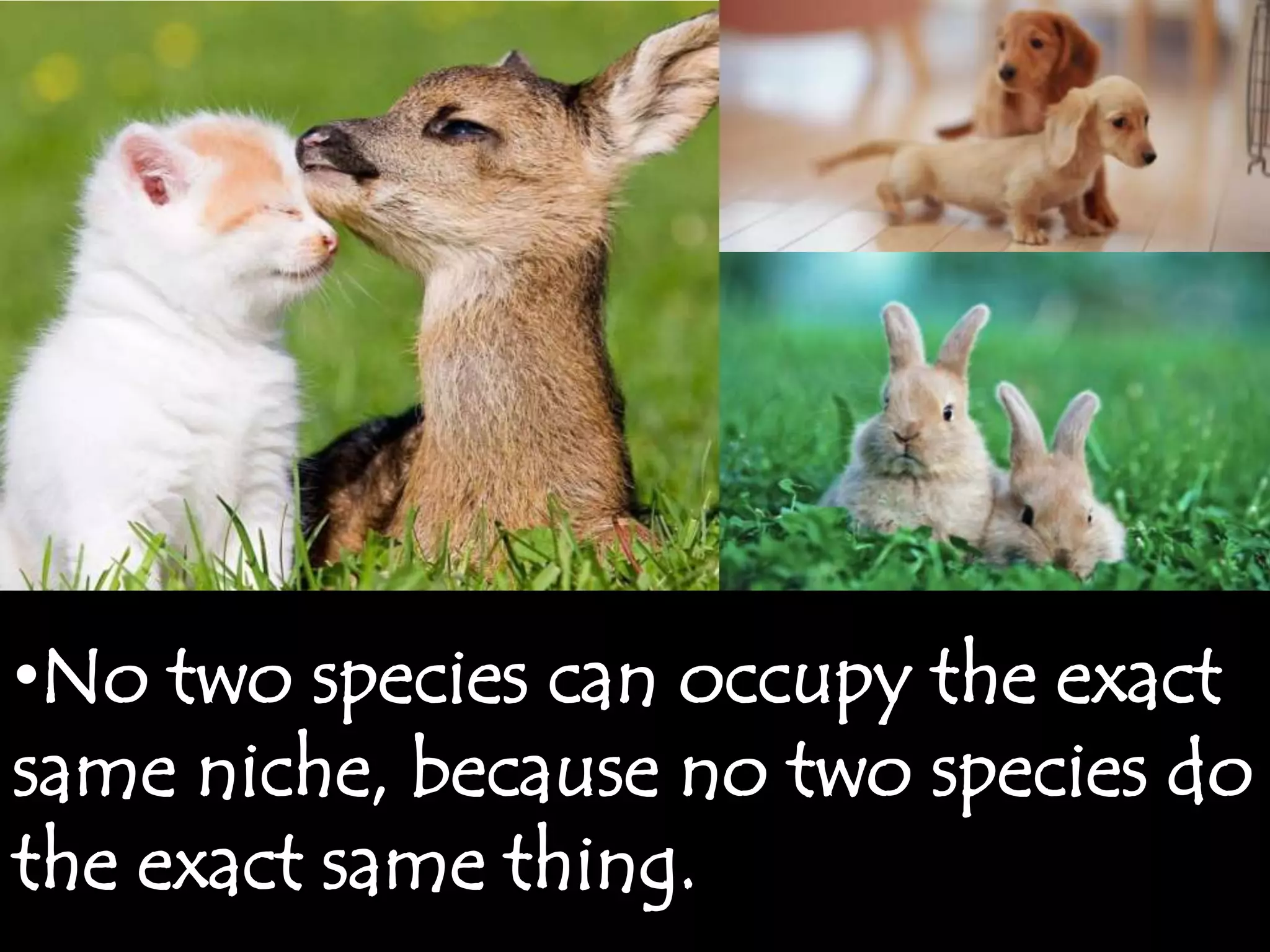 •No two species can occupy the exact
same niche, because no two species do
the exact same thing.
 