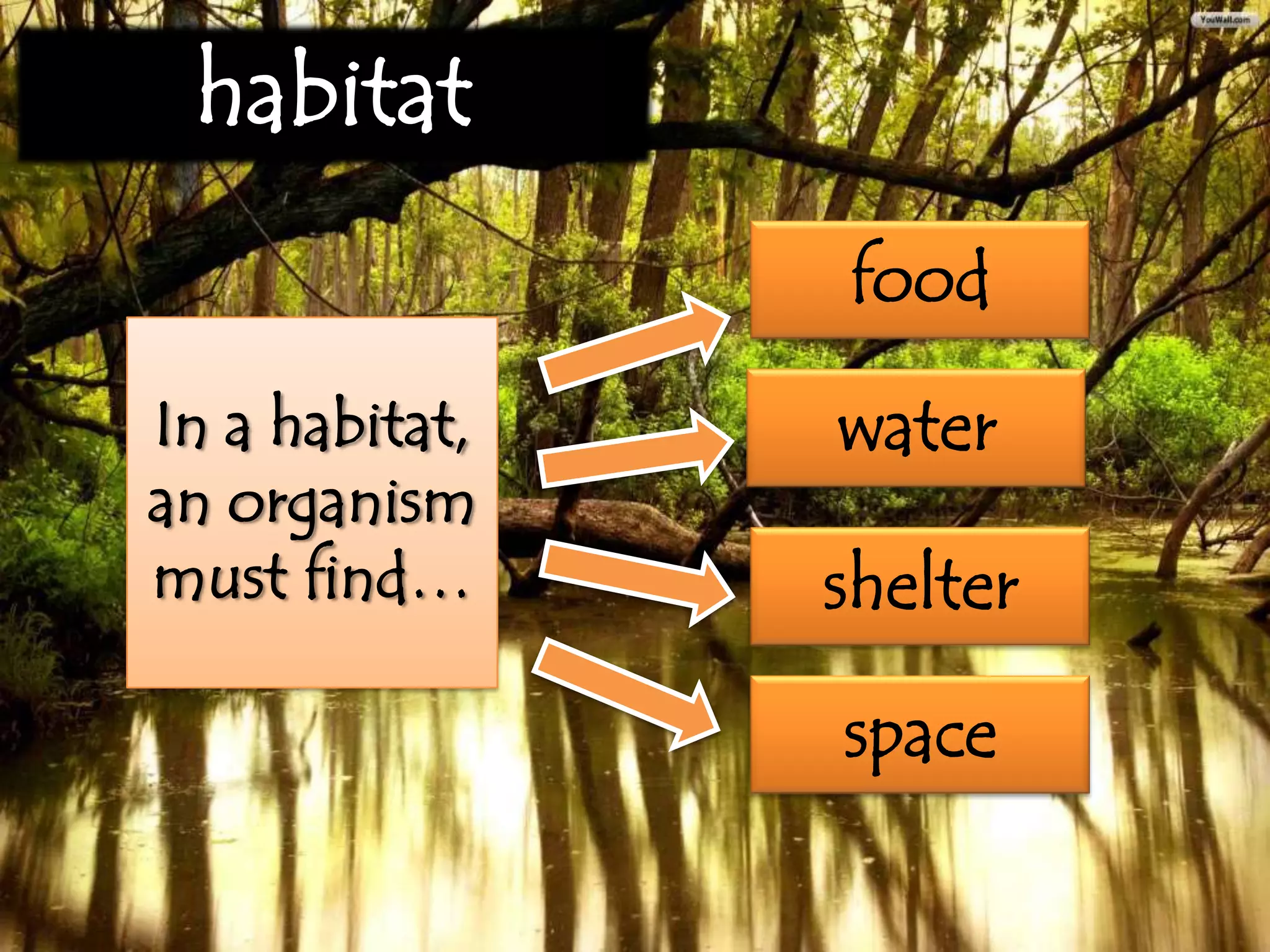 habitat
In a habitat,
an organism
must find…
food
water
shelter
space
 
