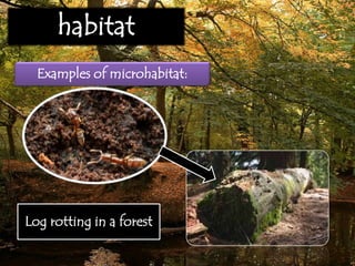 habitat
Examples of microhabitat:
Log rotting in a forest
 