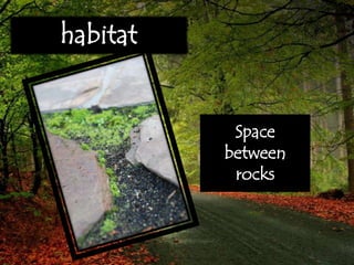 habitat
Space
between
rocks
 