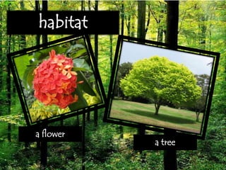 habitat
a tree
a flower
 