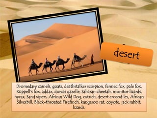 Dromedary camels, goats, deathstalker scorpion, fennec fox, pale fox,
Rüppell's fox, addax, dorcas gazelle, Saharan cheetah, monitor lizards,
hyrax, Sand vipers, African Wild Dog, ostrich, desert crocodiles, African
Silverbill, Black-throated Firefinch, kangaroo rat, coyote, jack rabbit,
lizards.
 