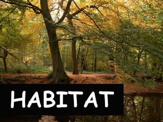 HABITAT
 