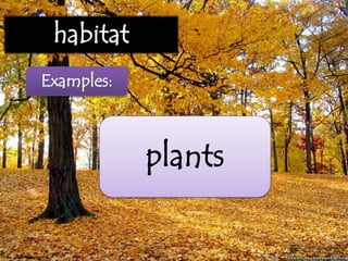 habitat
Examples:
plants
 