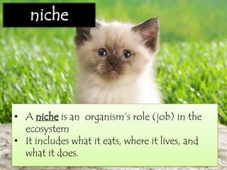 • A niche is an organism’s role (job) in the
ecosystem
• It includes what it eats, where it lives, and
what it does.
niche
 