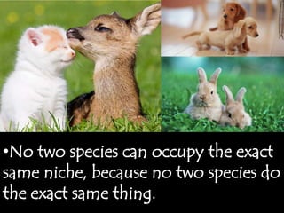•No two species can occupy the exact
same niche, because no two species do
the exact same thing.
 