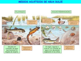 MEDIOS ACUÁTICOS DE AGUA DULCE
 