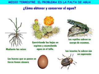 ¿Cómo obtener y conservar el agua?
Mediante las raíces
Los huevos que se ponen en
tierra tienen cáscara
Los insectos lo cubren con
un caparazón.
Los reptiles cubren su
cuerpo de escamas.Convirtiendo las hojas en
espinas y acumulando
agua en el tallo.
MEDIO TERRESTRE. EL PROBLEMA ES LA FALTA DE AGUA
 