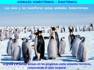 Las aves y los mamíferos somos animales homeotermos.
ANIMALES HOMEOTERMOS = ENDOTERMOS
La grasa y el pelaje actúan en los pingüinos como aislantes térmicos,
conservando el calor corporal.
 