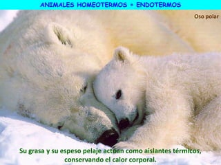 Su grasa y su espeso pelaje actúan como aislantes térmicos,
conservando el calor corporal.
Oso polar
ANIMALES HOMEOTERMOS = ENDOTERMOS
 