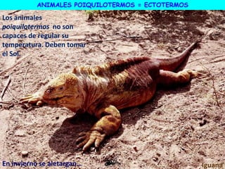 Iguana
Los animales
poiquilotermos no son
capaces de regular su
temperatura. Deben tomar
el Sol.
En invierno se aletargan…
ANIMALES POIQUILOTERMOS = ECTOTERMOS
 