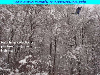 LAS PLANTAS TAMBIÉN SE DEFIENDEN DEL FRÍO
Los árboles caducifolios
pierden sus hojas en
invierno.
 