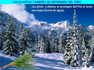 LAS PLANTAS TAMBIÉN SE DEFIENDEN DEL FRÍO
Los pinos y abetos se protegen del frío al tener
sus hojas forma de aguja.
 