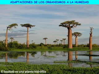 El baobab es una planta hidrófila
ADAPTACIONES DE LOS ORGANISMOS A LA HUMEDAD
 