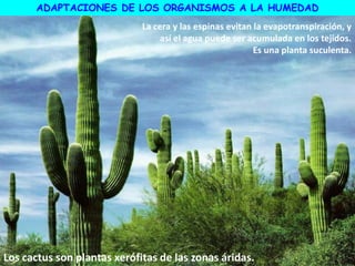 La cera y las espinas evitan la evapotranspiración, y
así el agua puede ser acumulada en los tejidos.
Es una planta suculenta.
ADAPTACIONES DE LOS ORGANISMOS A LA HUMEDAD
Los cactus son plantas xerófitas de las zonas áridas.
 