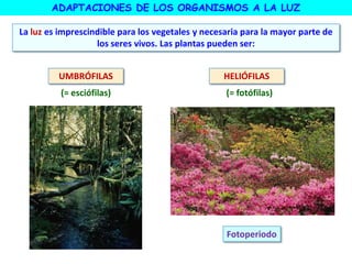 ADAPTACIONES DE LOS ORGANISMOS A LA LUZ
La luz es imprescindible para los vegetales y necesaria para la mayor parte de
los seres vivos. Las plantas pueden ser:
UMBRÓFILAS HELIÓFILAS
(= esciófilas) (= fotófilas)
Fotoperiodo
 