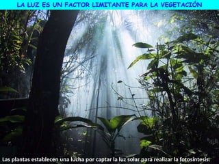 LA LUZ ES UN FACTOR LIMITANTE PARA LA VEGETACIÓN
Las plantas establecen una lucha por captar la luz solar para realizar la fotosíntesis.
 