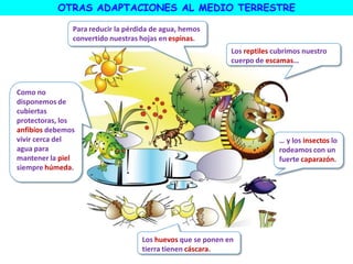 OTRAS ADAPTACIONES AL MEDIO TERRESTRE
Para reducir la pérdida de agua, hemos
convertido nuestras hojas en espinas.
Como no
disponemos de
cubiertas
protectoras, los
anfibios debemos
vivir cerca del
agua para
mantener la piel
siempre húmeda.
Los huevos que se ponen en
tierra tienen cáscara.
Los reptiles cubrimos nuestro
cuerpo de escamas…
… y los insectos lo
rodeamos con un
fuerte caparazón.
 