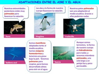 ADAPTACIONES ENTRE EL AIRE Y EL AGUA
Rana Pingüino
Ballena azul Nutria
Frailecillo
Nuestras extremidades
posteriores están muy
palmeadas para
favorecer la natación.
Las alas y la forma de nuestro
cuerpo favorecen la natación.
Nuestras patas palmeadas
son una adaptación al
medio acuático. Gracias a
ellas podemos nadar.
Somos mamíferos
adaptados tanto al
medio acuático.
Somos vivíparos
homeotermos y
tenemos una grasa
bajo la piel. Tenemos
pulmones para
respirar, pero hemos
desarrollado aletas
para vivir en el agua.
Aunque somos
terrestres, la forma
de nuestro cuerpo
es hidrodinámica
para nadar, y
tenemos miembros
palmeados, una
cola larga y un
pelaje liso y poco
permeable.
 