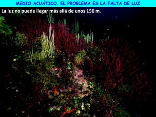 MEDIO ACUÁTICO. EL PROBLEMA ES LA FALTA DE LUZ
La luz no puede llegar más allá de unos 150 m.
 