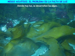 MEDIO ACUÁTICO. EL PROBLEMA ES LA FALTA DE LUZ
Donde hay luz, se desarrollan las algas.
 