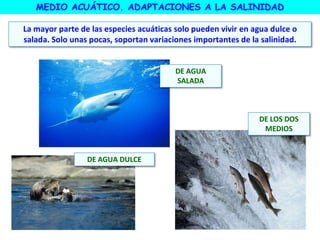 MEDIO ACUÁTICO. ADAPTACIONES A LA SALINIDAD
La mayor parte de las especies acuáticas solo pueden vivir en agua dulce o
salada. Solo unas pocas, soportan variaciones importantes de la salinidad.
DE AGUA
SALADA
DE AGUA DULCE
DE LOS DOS
MEDIOS
 