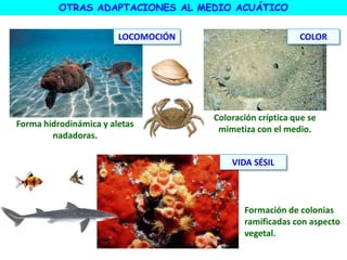 OTRAS ADAPTACIONES AL MEDIO ACUÁTICO
LOCOMOCIÓN COLOR
VIDA SÉSIL
Coloración críptica que se
mimetiza con el medio.
Forma hidrodinámica y aletas
nadadoras.
Formación de colonias
ramificadas con aspecto
vegetal.
 
