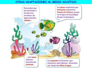 Para evitar que
las corrientes y
las olas nos
arrastren, las
algas tenemos
rizoides…
Los peces respiramos por
branquias y ponemos
huevos sin cáscara, ya que
en el agua no hay peligro
de que se desequen.
Las esponjas no tenemos que
movernos para obtener alimentos:
nos basta con filtrar el agua.
… y las lapas
estamos
provistas de
ventosas.
OTRAS ADAPTACIONES AL MEDIO ACUÁTICO
 