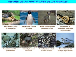 Boca adaptada al tipo
de alimentación.
Adaptaciones a la vida
en el agua.
Hábitos nocturnos como
adaptación al calor.
Exposición al sol.
Adaptación variaciones
de temperatura.
Forma aplanada. Vida en
profundidades.
Patas adaptadas a la
excavación.
Fuerte fijación al sustrato
en zonas de oleaje.
Cambio del color del
plumaje, según estación.
RESUMEN DE LAS ADAPTACIONES DE LOS ANIMALES
 