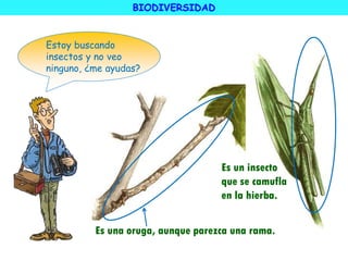 Estoy buscando
insectos y no veo
ninguno, ¿me ayudas?
Es una oruga, aunque parezca una rama.
Es un insecto
que se camufla
en la hierba.
BIODIVERSIDAD
 