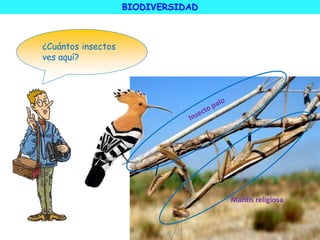 Mantis religiosa
BIODIVERSIDAD
¿Cuántos insectos
ves aquí?
 