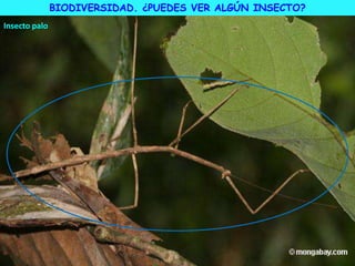 Insecto palo
BIODIVERSIDAD. ¿PUEDES VER ALGÚN INSECTO?
 