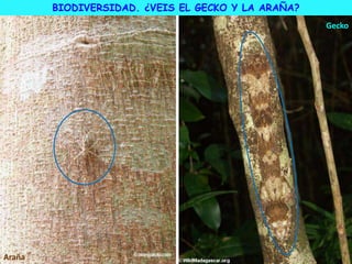 Gecko
Araña
BIODIVERSIDAD. ¿VEIS EL GECKO Y LA ARAÑA?
 