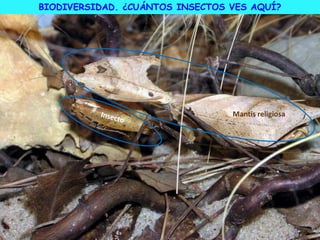 Mantis religiosa
BIODIVERSIDAD. ¿CUÁNTOS INSECTOS VES AQUÍ?
 