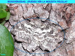 Polilla
BIODIVERSIDAD. ¿PUEDES VER LA MOLESTA POLILLA?
 