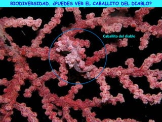 Caballito del diablo
BIODIVERSIDAD. ¿PUEDES VER EL CABALLITO DEL DIABLO?
 