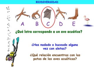 ¿Qué letra corresponde a un ave acuática?
A B C D E
¿Has nadado o buceado alguna
vez con aletas?
¿Qué relación encuentras con las
patas de las aves acuáticas?
BIODIVERSIDAD
 