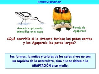 Avoceta capturando
animalillos en el agua
Pareja de
Agapornis
¿Qué ocurriría si la Avoceta tuviese las patas cortas
y los Agapornis las patas largas?
Las formas, tamaños y colores de los seres vivos no son
un capricho de la naturaleza, sino que se deben a la
ADAPTACIÓN a su medio.
BIODIVERSIDAD
 