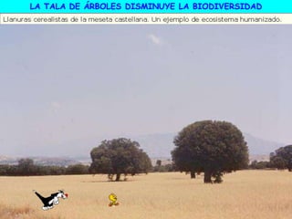 LA TALA DE ÁRBOLES DISMINUYE LA BIODIVERSIDAD
 