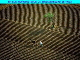 EN LOS MONOCULTIVOS LA BIODIVERSIDAD ES NULA
 