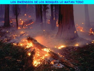 LOS INCENDIOS DE LOS BOSQUES LO MATAN TODO
 