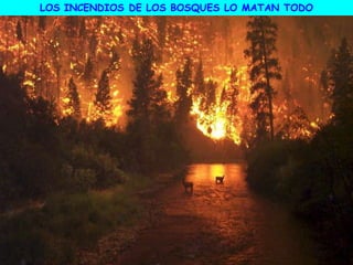 LOS INCENDIOS DE LOS BOSQUES LO MATAN TODO
 