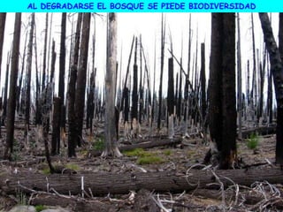 AL DEGRADARSE EL BOSQUE SE PIEDE BIODIVERSIDAD
 