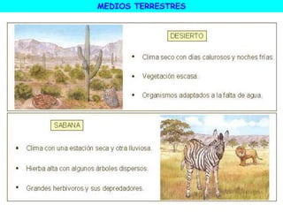 MEDIOS TERRESTRES
 